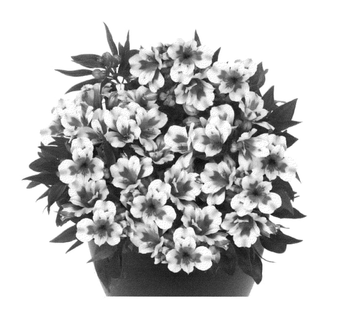 Figure 1 of US plant patent PP22269, the photograph of Tesmaya printed in the patent.