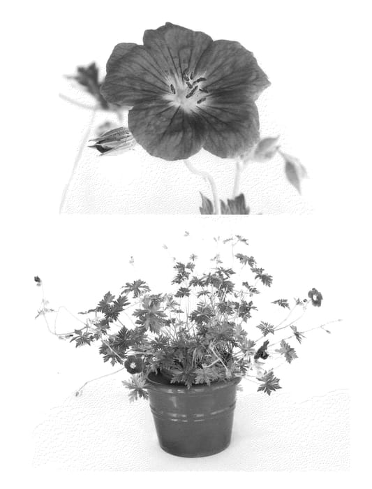 Figure 1 of US plant patent PP22270, the photograph of Eureka Blue printed in the patent.