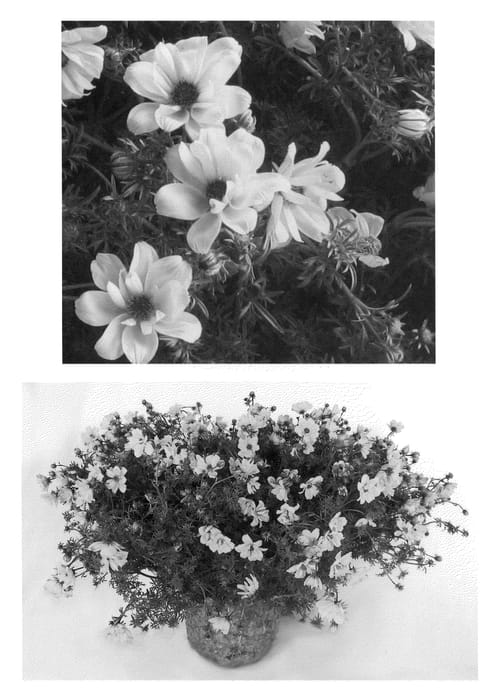 Figure 1 of US plant patent PP22271, the photograph of BID 719 printed in the patent.