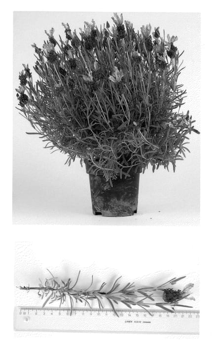 Figure 1 of US plant patent PP22272, the photograph of Pink Summer printed in the patent.