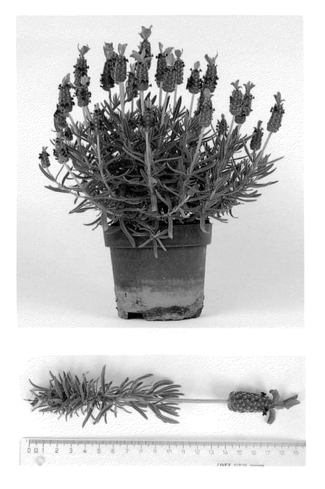 Figure 1 of US plant patent PP22273, the photograph of Early Summer printed in the patent.