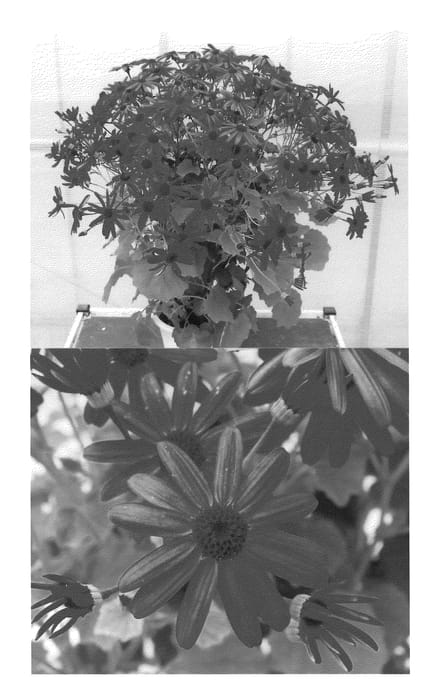 Figure 1 of US plant patent PP22274, the photograph of Sunsenevio printed in the patent.