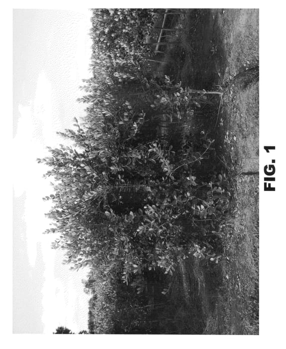 Figure 1 of US plant patent PP22275, the photograph of Kaiteri printed in the patent.