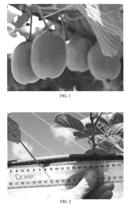 Figure 1 of US plant patent PP22276, the photograph of ZESH004 printed in the patent.