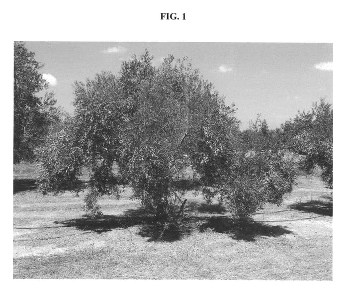 Figure 1 of US plant patent PP22277, the photograph of KADESHON printed in the patent.