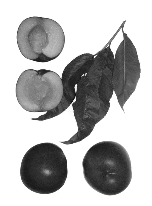 Figure 1 of US plant patent PP22278, the photograph of Spring Fire printed in the patent.