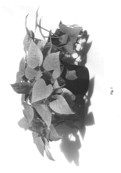 Figure 1 of US plant patent PP22279, the photograph of IPOSGLGRE printed in the patent.
