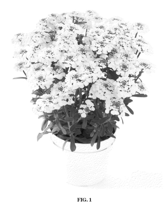 Figure 1 of US plant patent PP22280, the photograph of Masterpiece printed in the patent.