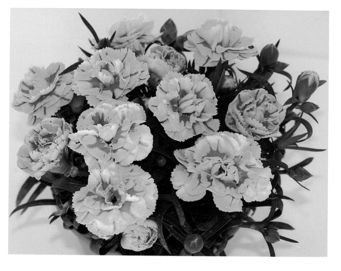 Figure 1 of US plant patent PP22281, the photograph of KLEDP09102 printed in the patent.