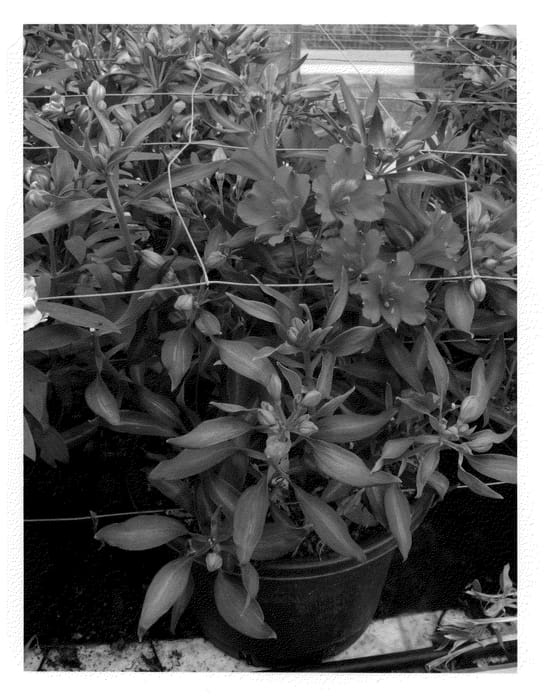 Figure 1 of US plant patent PP22282, the photograph of Koncayuko printed in the patent.
