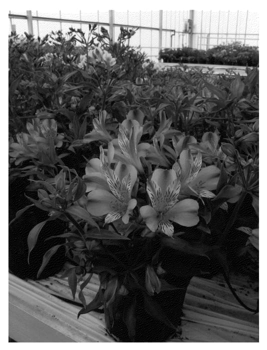 Figure 1 of US plant patent PP22283, the photograph of Koncavanti printed in the patent.