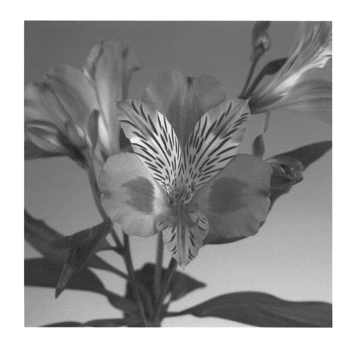 Figure 1 of US plant patent PP22284, the photograph of Zalsameli printed in the patent.