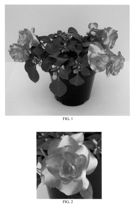 Figure 1 of US plant patent PP22285, the photograph of Balfiespor printed in the patent.