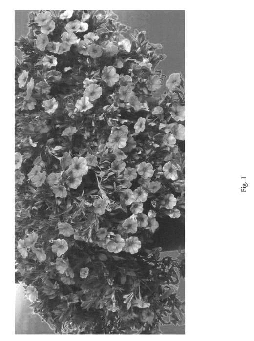 Figure 1 of US plant patent PP22286, the photograph of DANCALI3 printed in the patent.