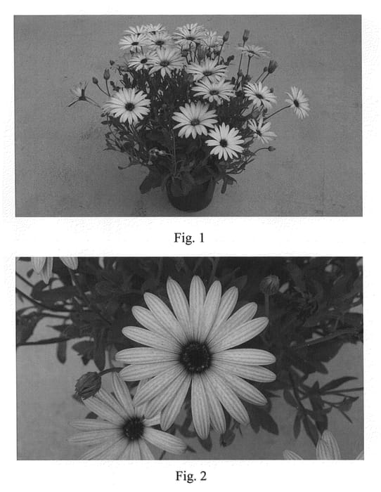 Figure 1 of US plant patent PP22287, the photograph of SAKOST022 printed in the patent.