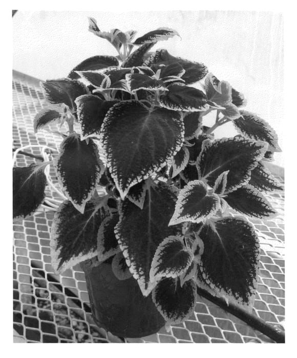 Figure 1 of US plant patent PP22288, the photograph of Mos Burvet printed in the patent.