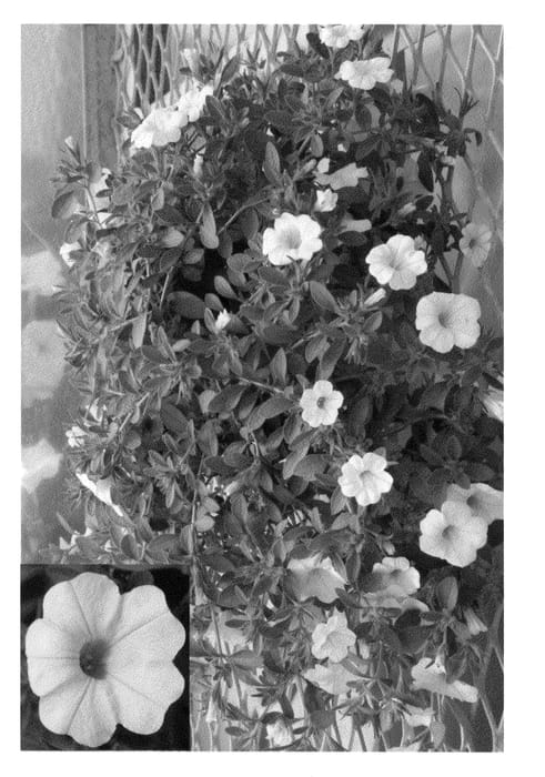Figure 1 of US plant patent PP22289, the photograph of Calpriwi printed in the patent.