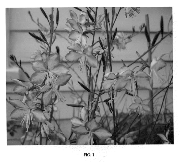 Figure 1 of US plant patent PP22290, the photograph of Harrosy printed in the patent.