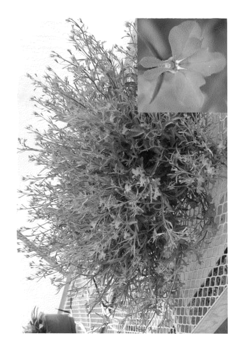 Figure 1 of US plant patent PP22291, the photograph of Tec Travio printed in the patent.