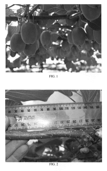 Figure 1 of US plant patent PP22292, the photograph of ZESY003 printed in the patent.