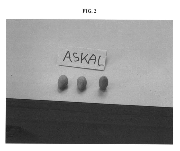Figure 2 of US plant patent PP22293, the photograph of ASKAL printed in the patent.