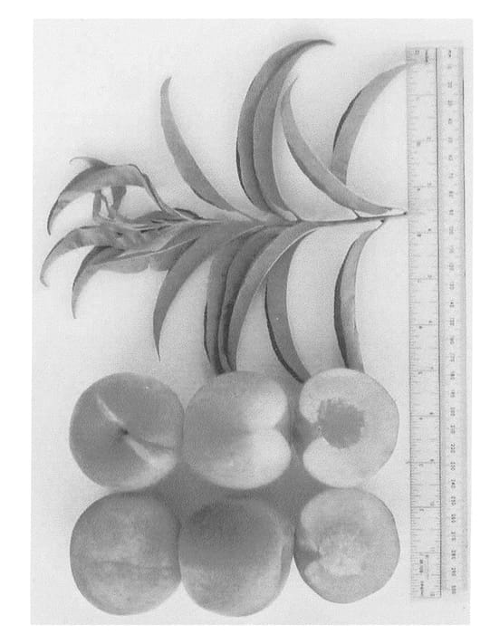 Figure 1 of US plant patent PP22294, the photograph of UFSharp printed in the patent.