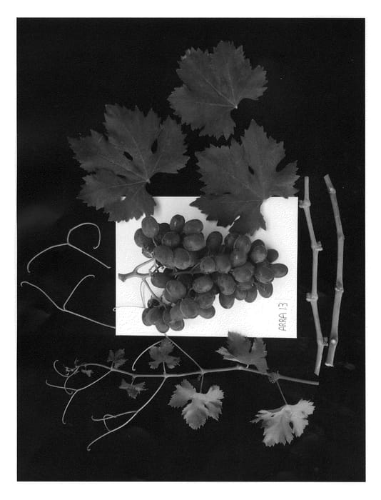 Figure 1 of US plant patent PP22295, the photograph of ARRATHIRTEEN printed in the patent.