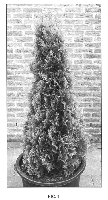 Figure 1 of US plant patent PP22296, the photograph of Jantar printed in the patent.