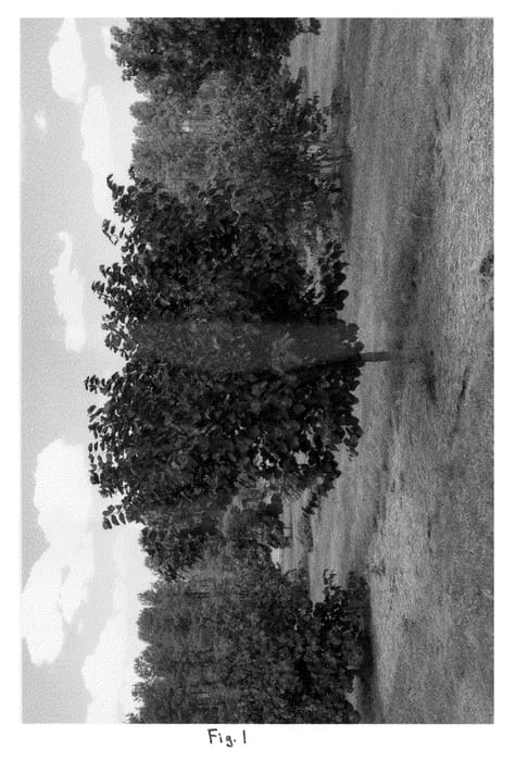 Figure 1 of US plant patent PP22297, the photograph of Merlot printed in the patent.