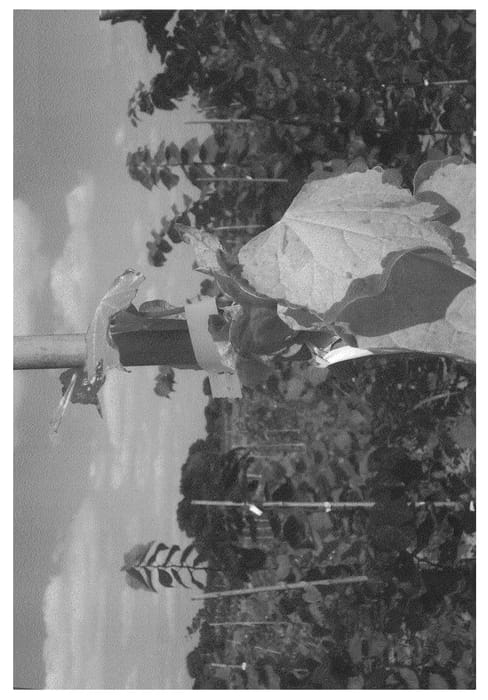 Figure 1 of US plant patent PP22298, the photograph of JN3 printed in the patent.