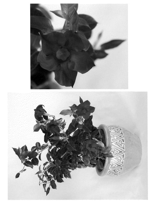 Figure 1 of US plant patent PP22299, the photograph of VOG 051 printed in the patent.