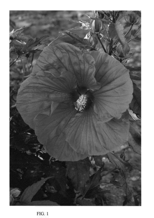 Figure 1 of US plant patent PP22300, the photograph of Sultry Kiss printed in the patent.