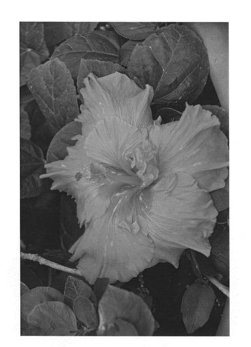 Figure 1 of US plant patent PP22301, the photograph of DUP-HDEF printed in the patent.