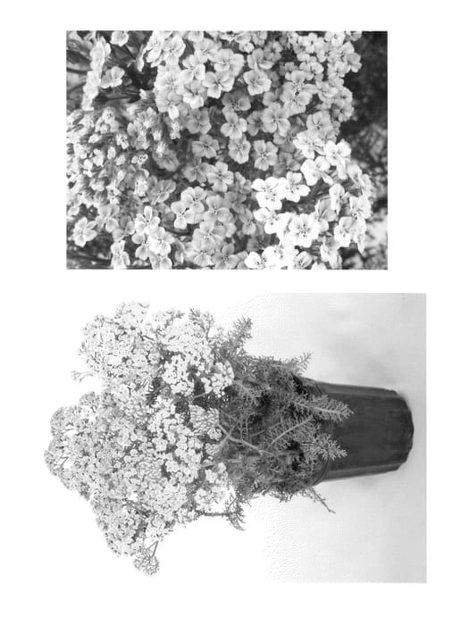 Figure 1 of US plant patent PP22302, the photograph of Pineapple Mango printed in the patent.