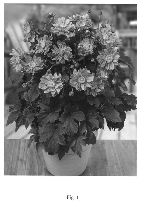Figure 1 of US plant patent PP22303, the photograph of Pretty Lady Emily printed in the patent.