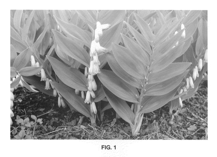 Figure 1 of US plant patent PP22304, the photograph of Prince Charming printed in the patent.