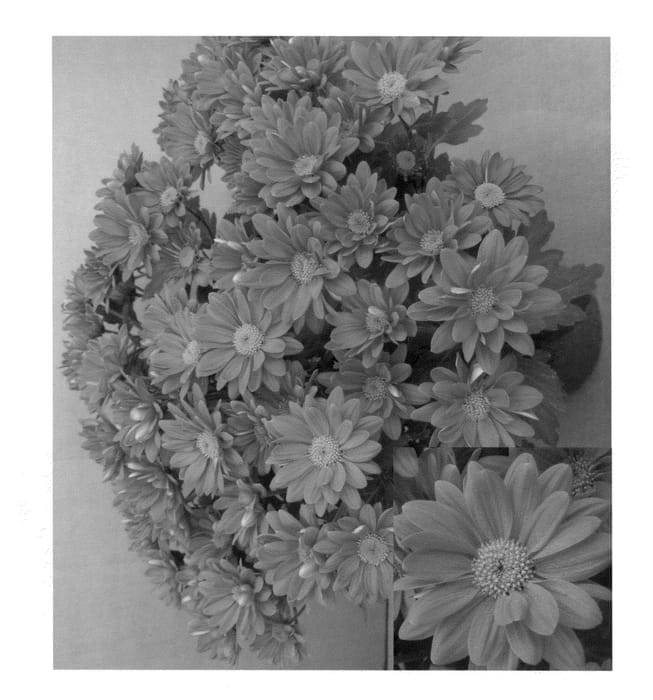 Figure 1 of US plant patent PP22305, the photograph of Syncin Pueblo printed in the patent.