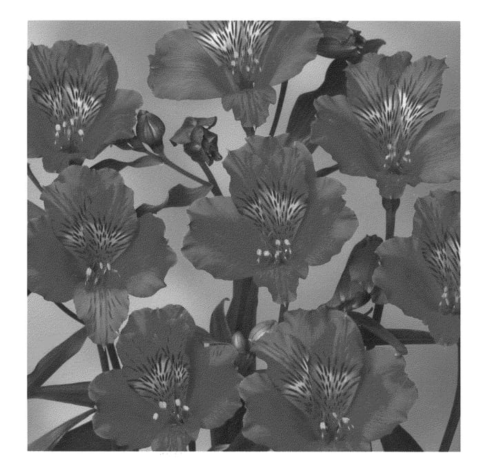 Figure 1 of US plant patent PP22306, the photograph of Zalsails printed in the patent.