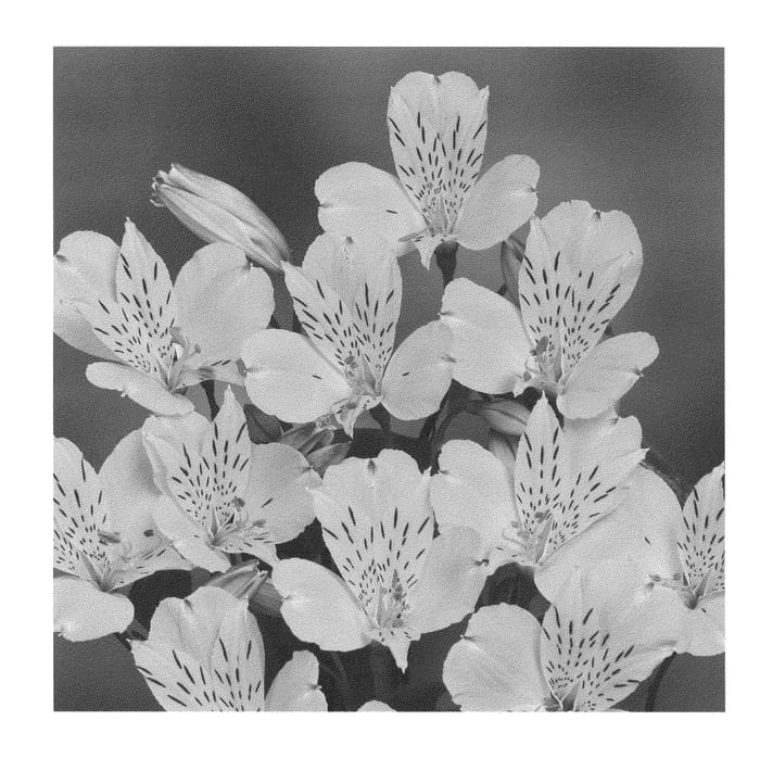 Figure 1 of US plant patent PP22307, the photograph of Zalsasol printed in the patent.