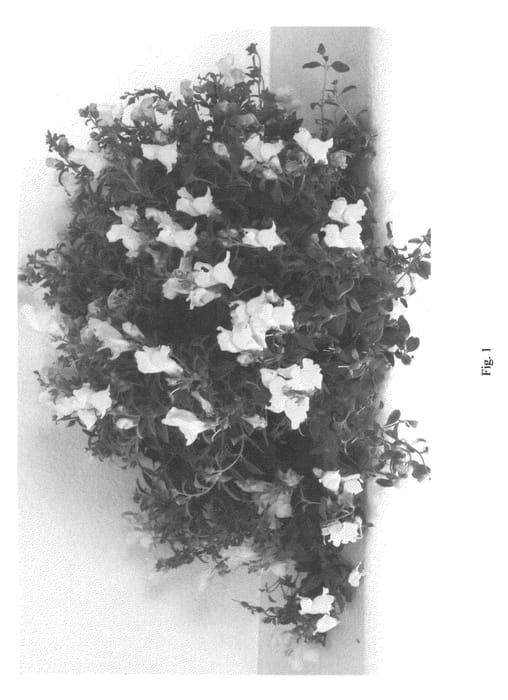 Figure 1 of US plant patent PP22309, the photograph of AACYE04 printed in the patent.