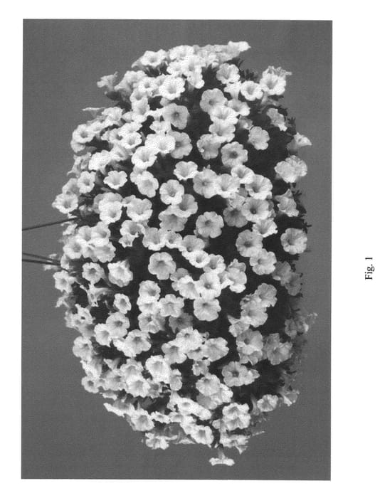 Figure 1 of US plant patent PP22310, the photograph of DANLITT248 printed in the patent.