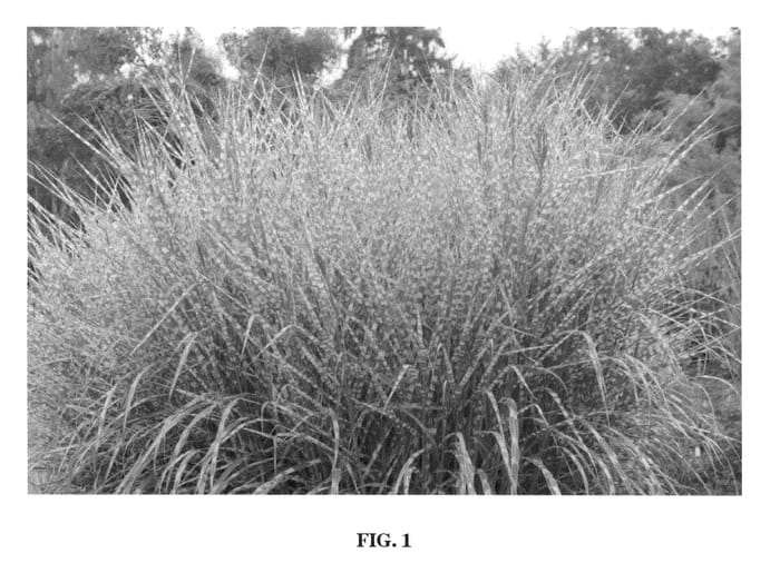 Figure 1 of US plant patent PP22311, the photograph of Gold Breeze printed in the patent.