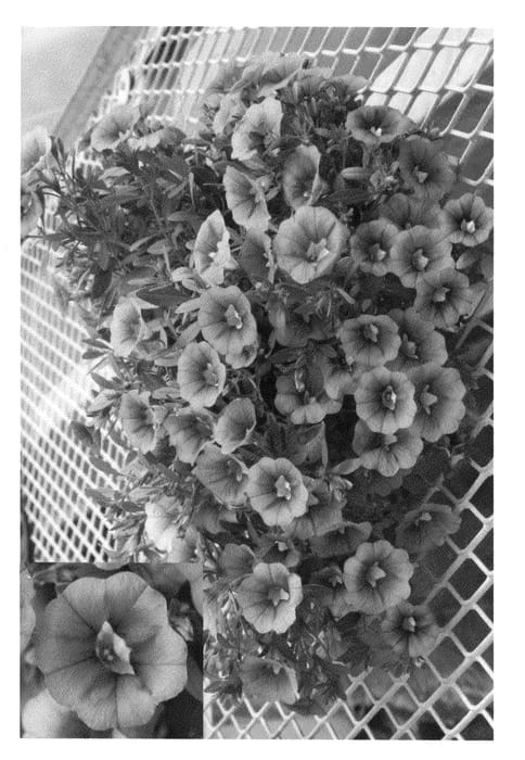 Figure 1 of US plant patent PP22312, the photograph of Calpribul printed in the patent.