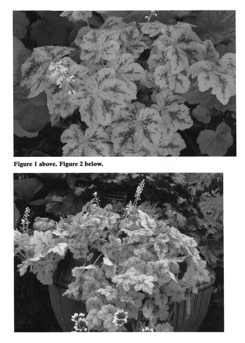 Figure 1 of US plant patent PP22313, the photograph of Yellowstone Falls printed in the patent.