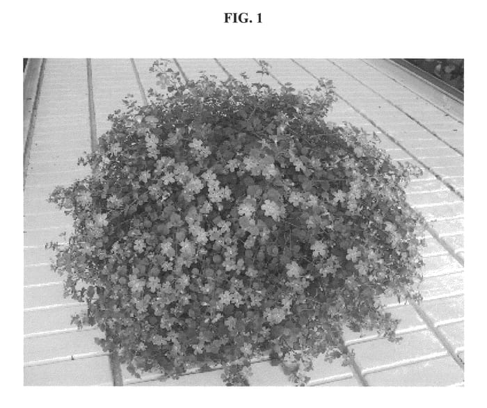 Figure 1 of US plant patent PP22314, the photograph of DANOVA886 printed in the patent.