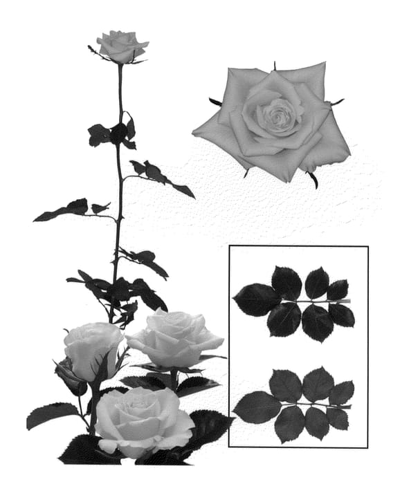 Figure 1 of US plant patent PP22315, the photograph of Esm R001 printed in the patent.
