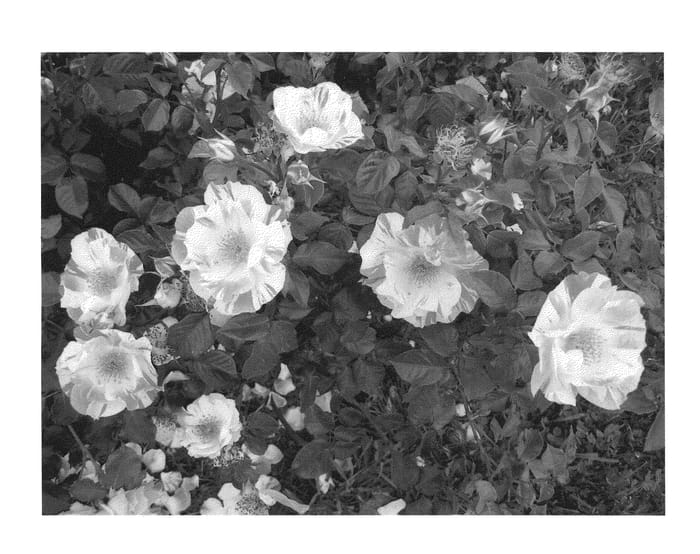Figure 1 of US plant patent PP22316, the photograph of Radfifth printed in the patent.