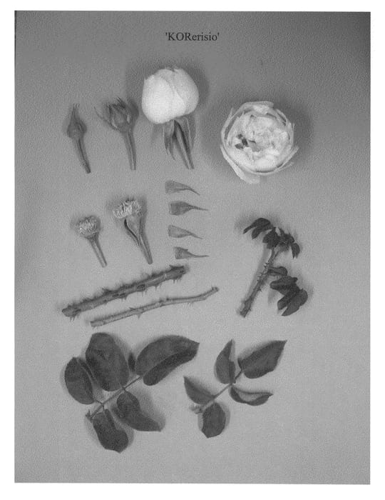Figure 1 of US plant patent PP22317, the photograph of KORerisio printed in the patent.