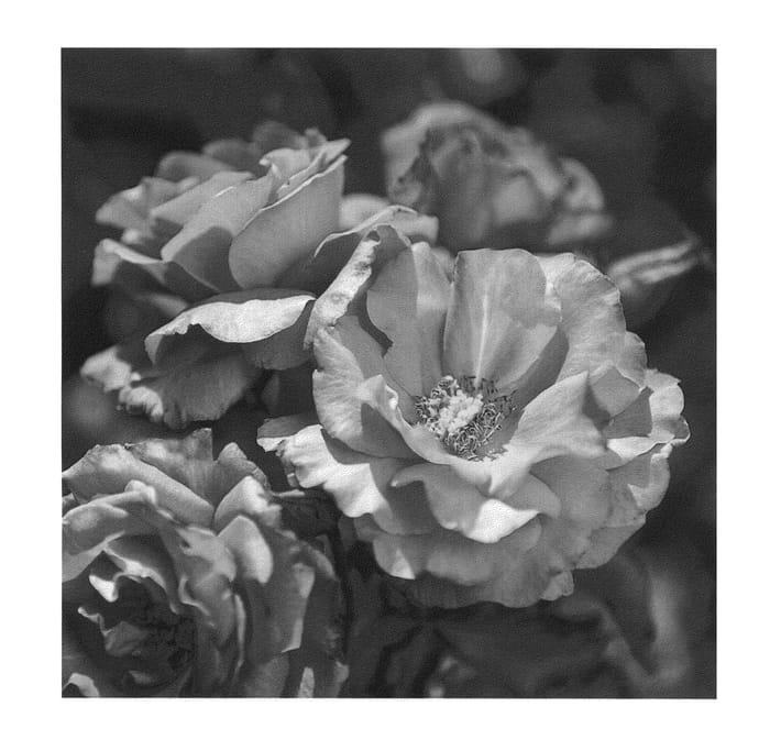 Figure 1 of US plant patent PP22318, the photograph of Meitripine printed in the patent.
