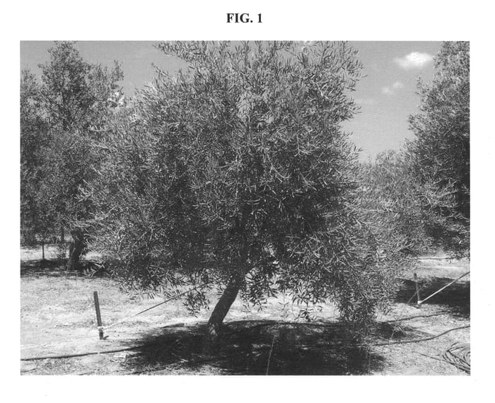 Figure 1 of US plant patent PP22319, the photograph of MASEPO printed in the patent.